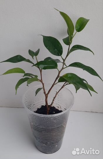 Комнатные цветы