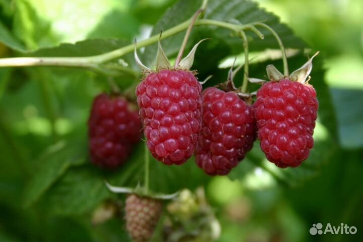 Ремонтантная малина, таганка и полка