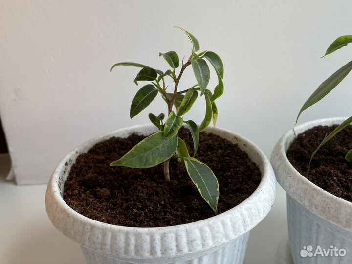 Фикус Бенджамина пестролистный