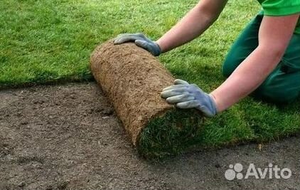 Рулонный газон