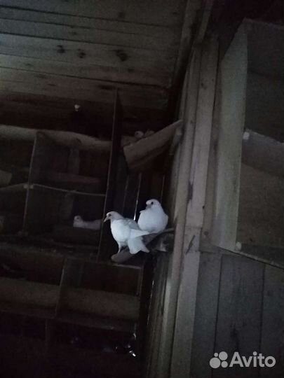 Голуби