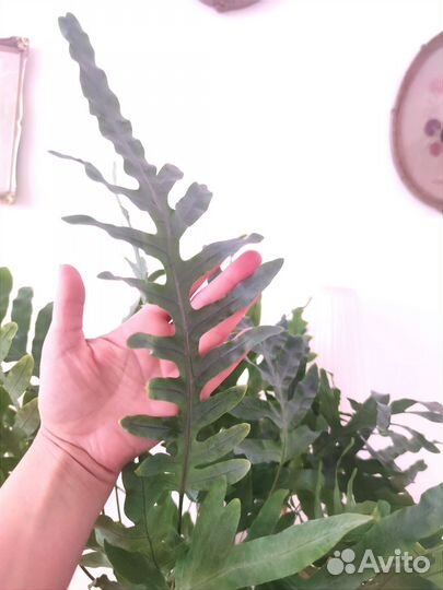 Папоротник флебодиум