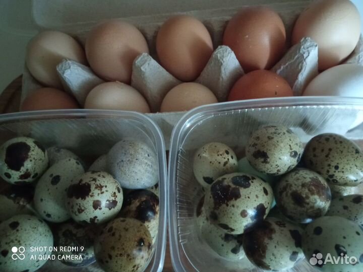 Яйцо куриное, перепелиное инкубационное и пищевое