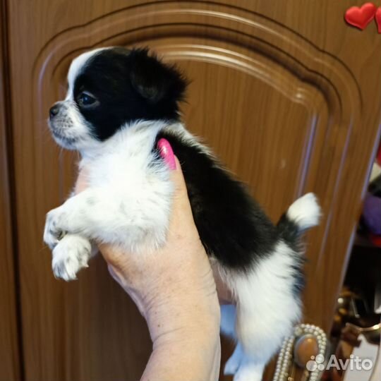 Щенки Чихуахуа