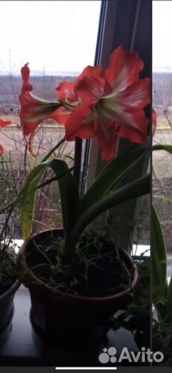 Гиппиаструм