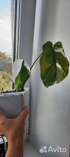 Монстера альба