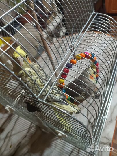 Попугай корелла