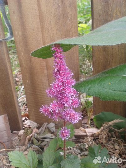 Астильба Садовые цветы