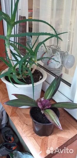 Комнатные цветы