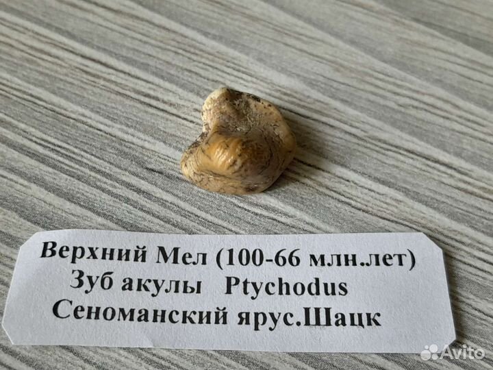 Зуб акулы Ptychodus.Окаменелость