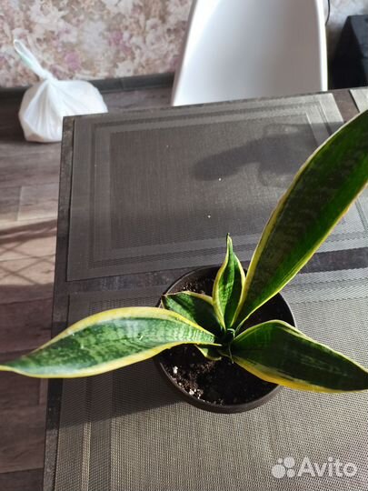 Сансевиерия