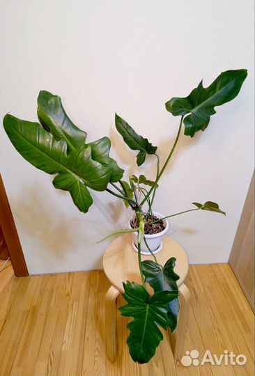 Декоративно-лиственные комнатные растения