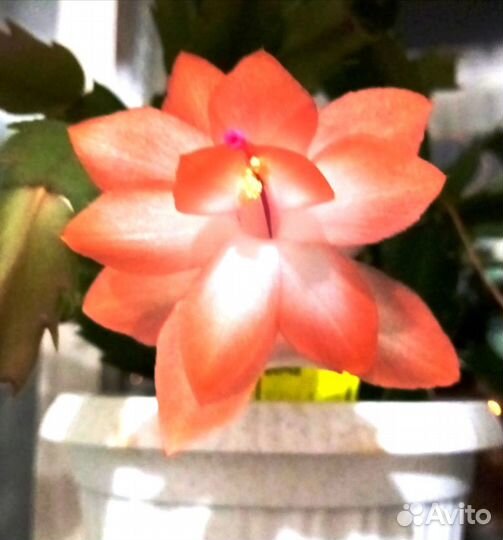 Декабристы всех цветов