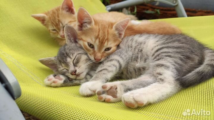 Котята в добрые руки