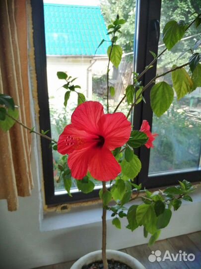 Комнатные растения