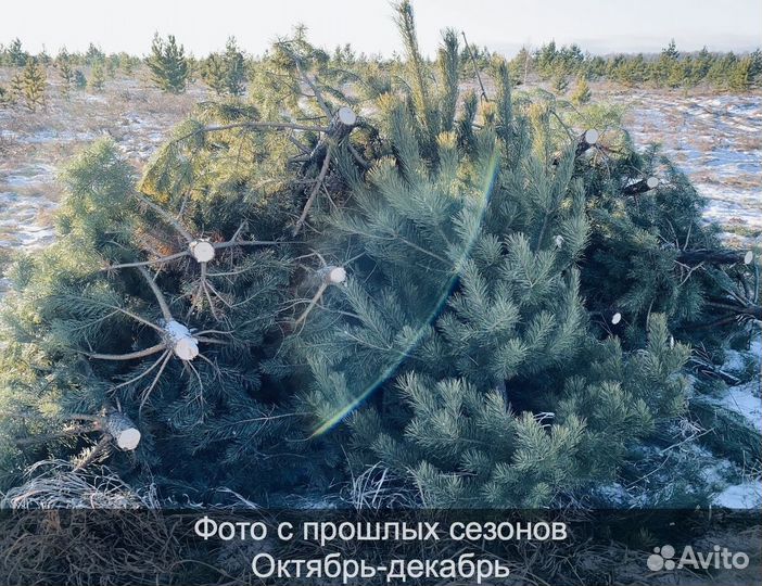 Елка сентябрьская рождественская опт