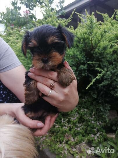 Йоркширский терьер