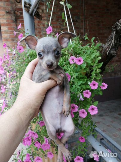 Мини той-терьер