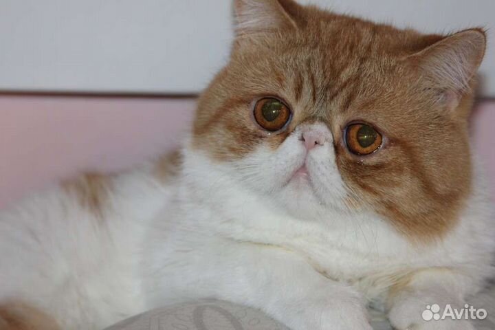 Экстремального типа