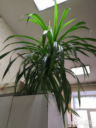 Панданус вариегатный
