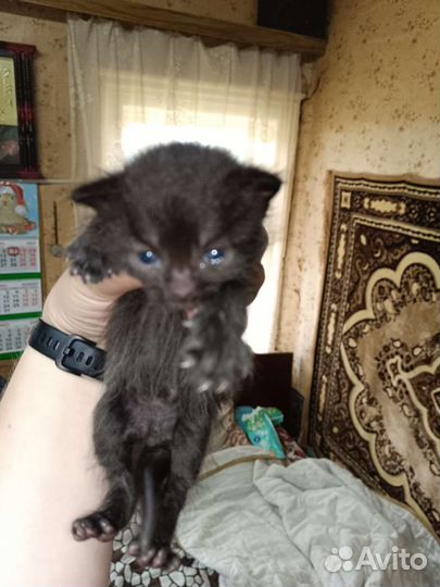 Котейки в добрые ручки