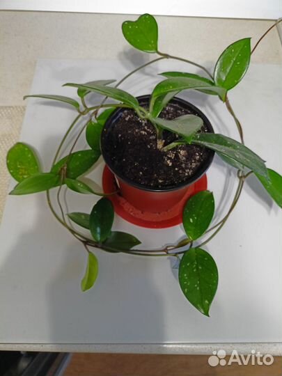 Домашние цветы