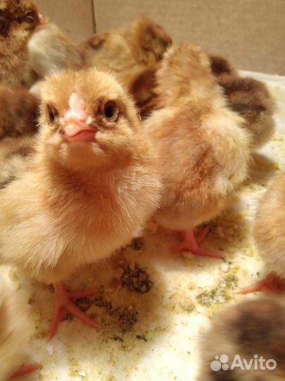 Цыплята суточные кучинские, брессгальские