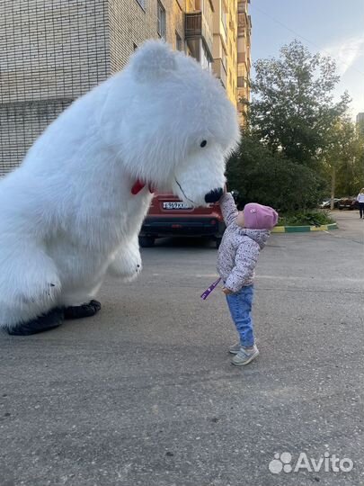 Белый мишка поздравление в Туле
