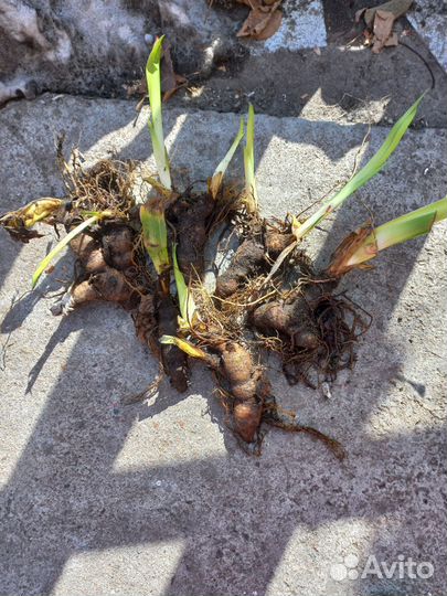 Ирисы бородатые