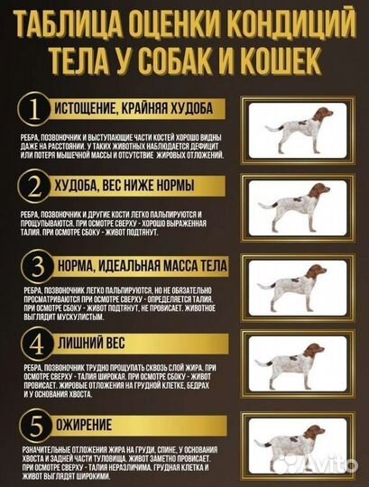 Лососевое масло для кошек и собак