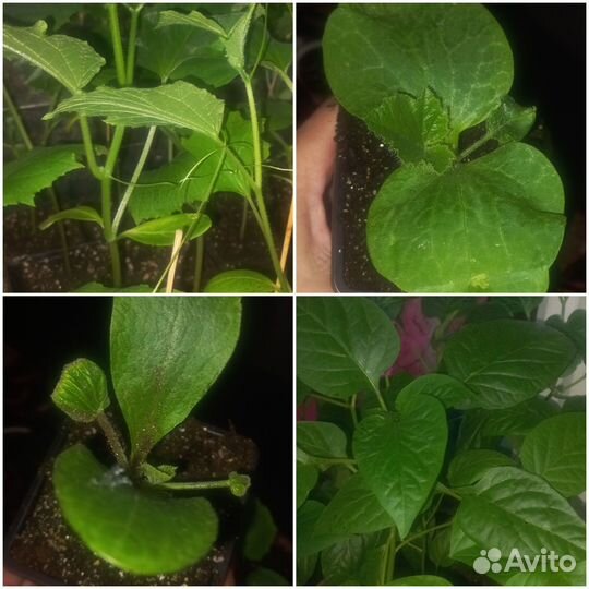 Рассада огурцов,перцев, кабачков