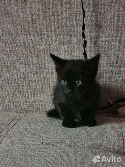 Черный котенок в добрые руки