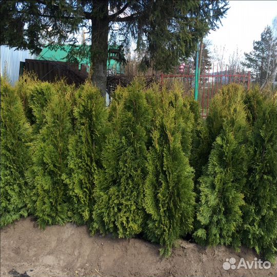 Саженцы плодовые, хвойные и декоративные