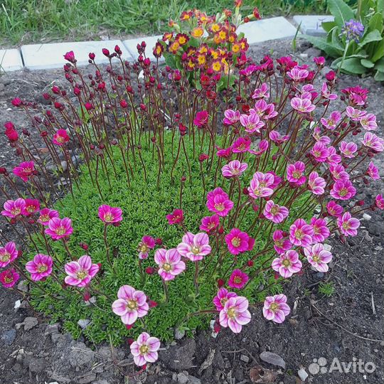 Садовые растения