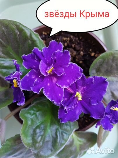 Сортовые фиалки