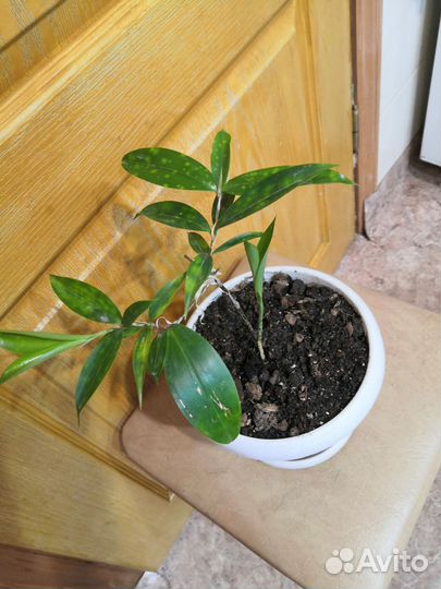 Драцена суркулоза