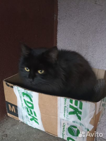 Кошка в дар