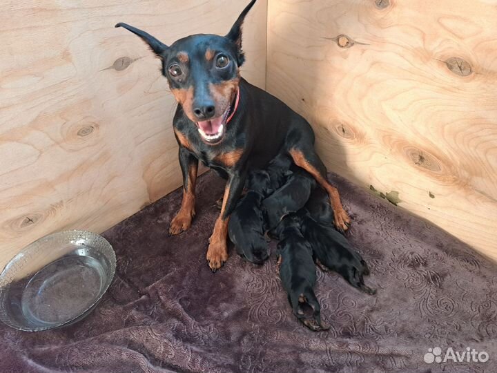 Цвергпинчер щенок