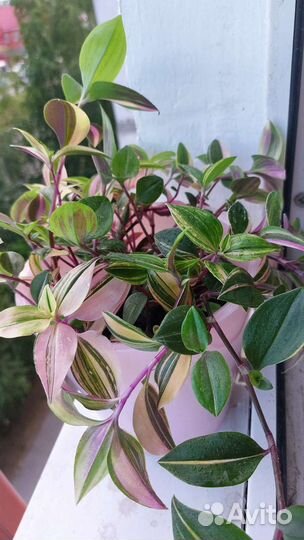 Комнатные цветы Традесканция сортовые фото