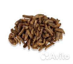 Живой и замороженный корм