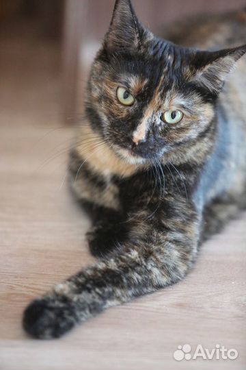 Дуся ищет человека