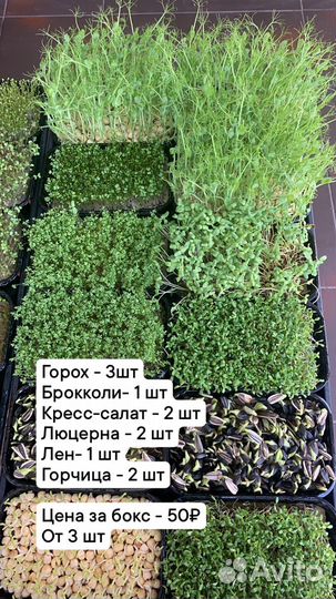 Микрозелень
