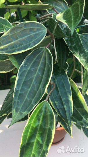 Хойи на срез