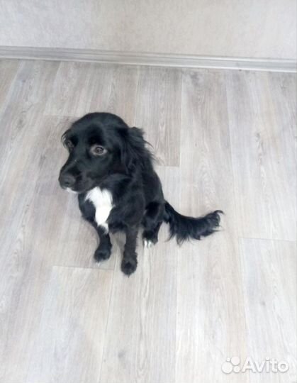 Отдам собаку(возможно спаниель)