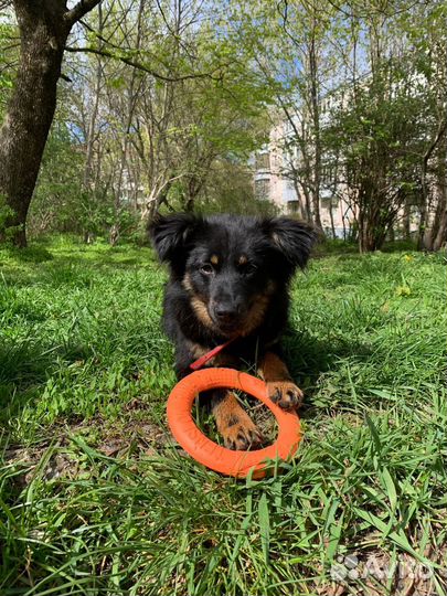 Отдам в хорошие руки