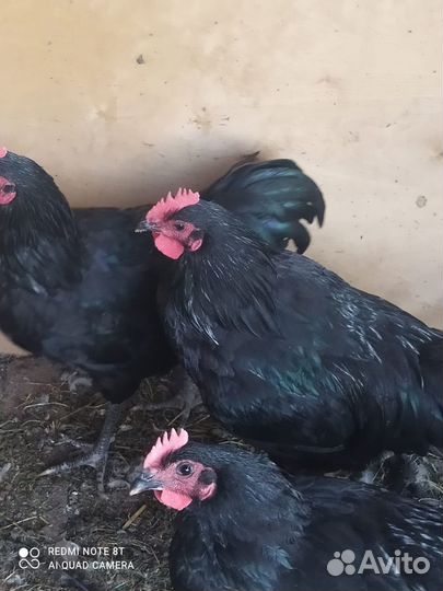 Куры молодки Черный Австралорп