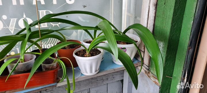 Гиппеаструм