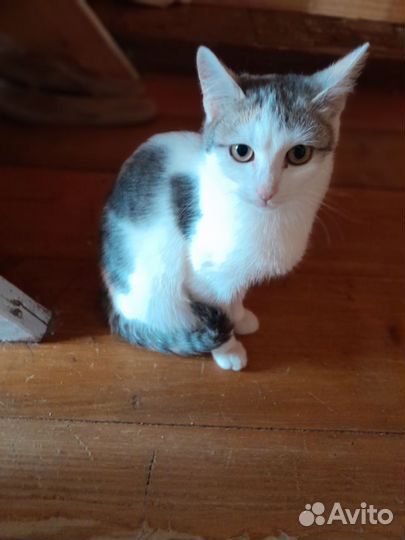 Котята мышеловы 4 мес