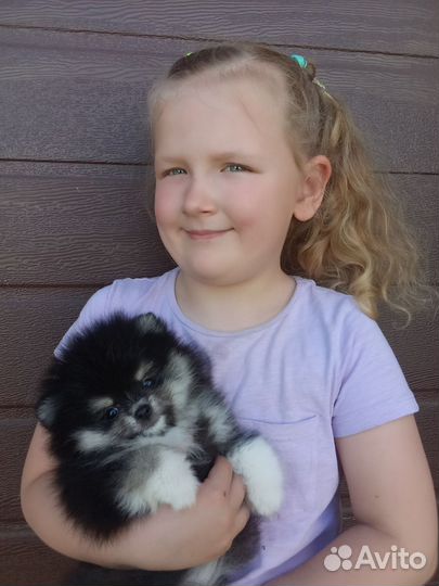 Щенки шпица мини