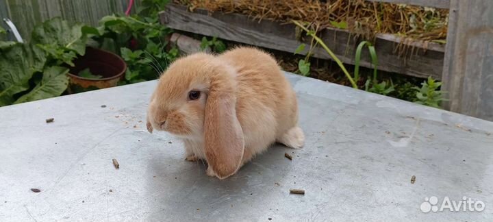 Кролики породы французский баран